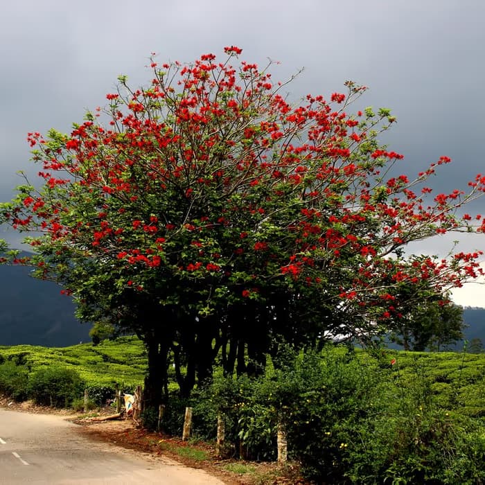 Corteza de Erythrina