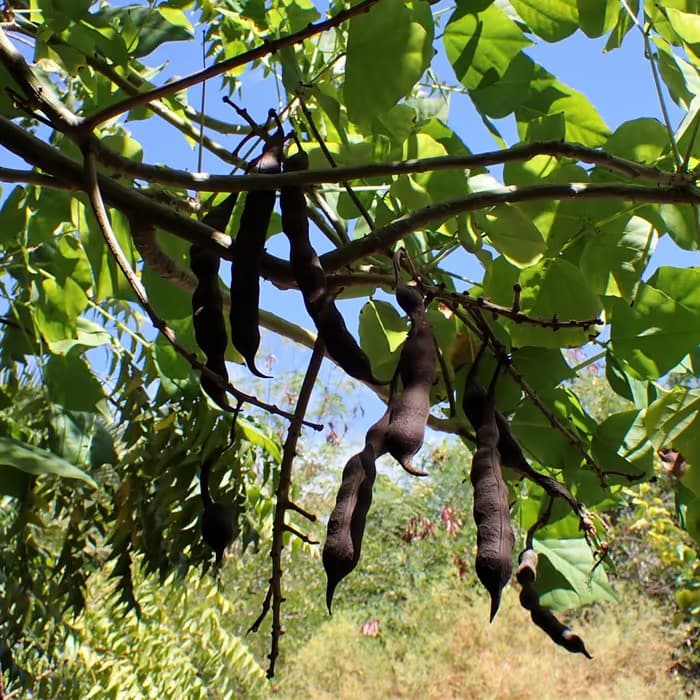 Corteza de Erythrina