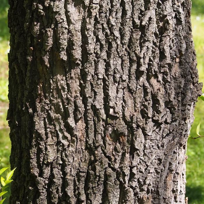 Corteza de Eucommia