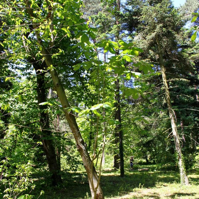 Corteza de magnolia