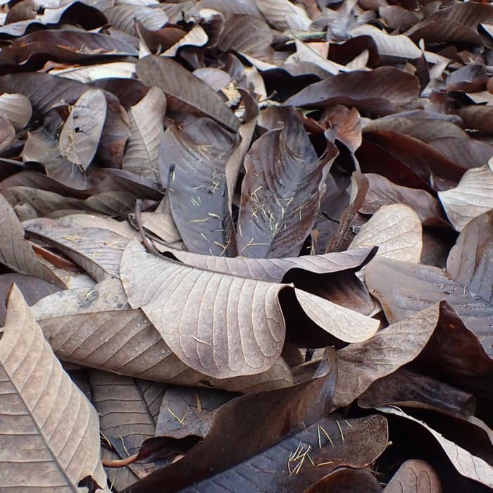 Corteza de magnolia