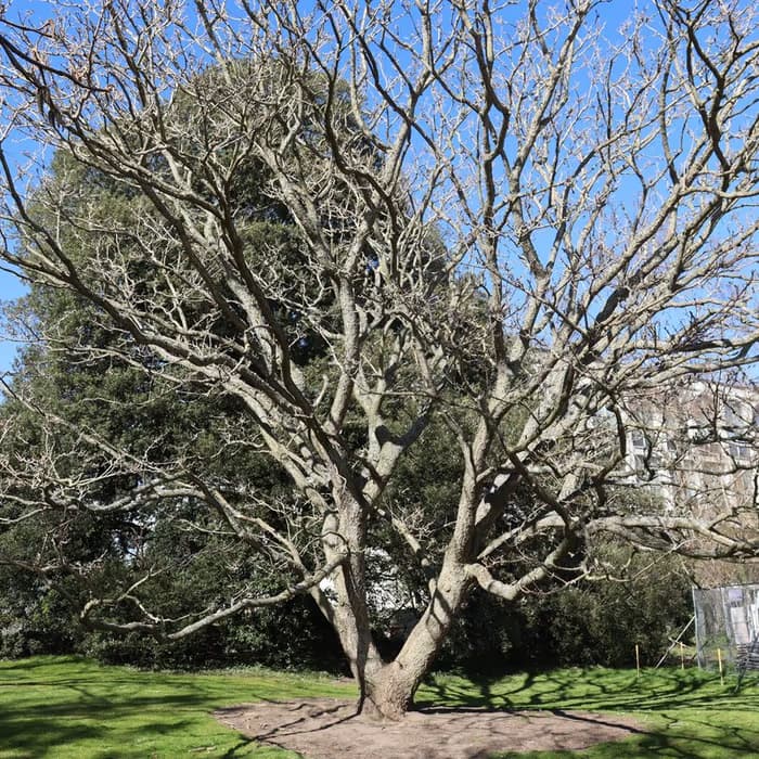 Corteza de Phellodendron