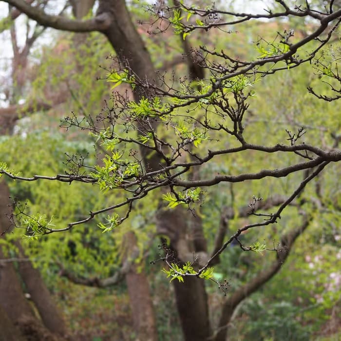 Corteza de Phellodendron