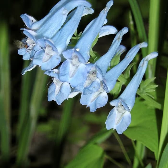Corydalis (Tuberina)