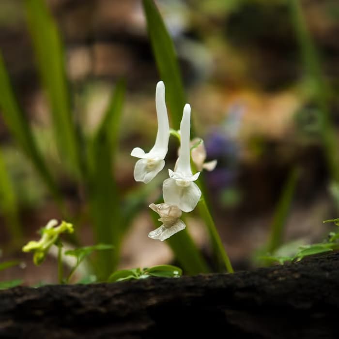 Corydalis (Tuberina)