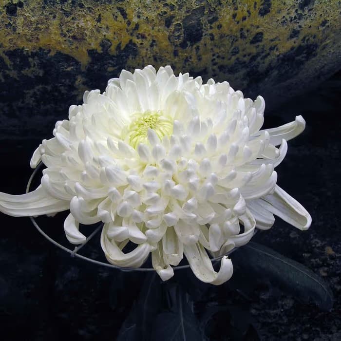 Crisantemo blanco