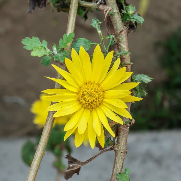 Crisantemo silvestre amarillo