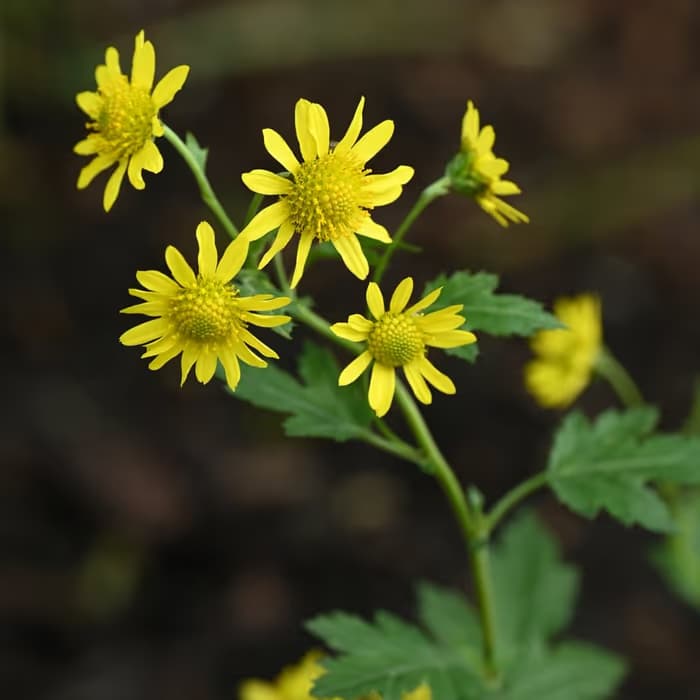 Crisantemo silvestre amarillo