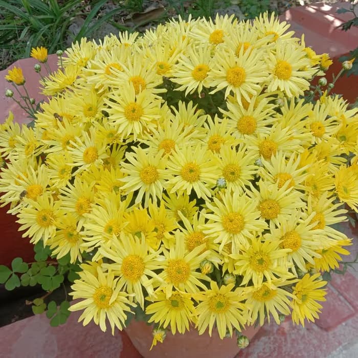 Crisantemo silvestre amarillo