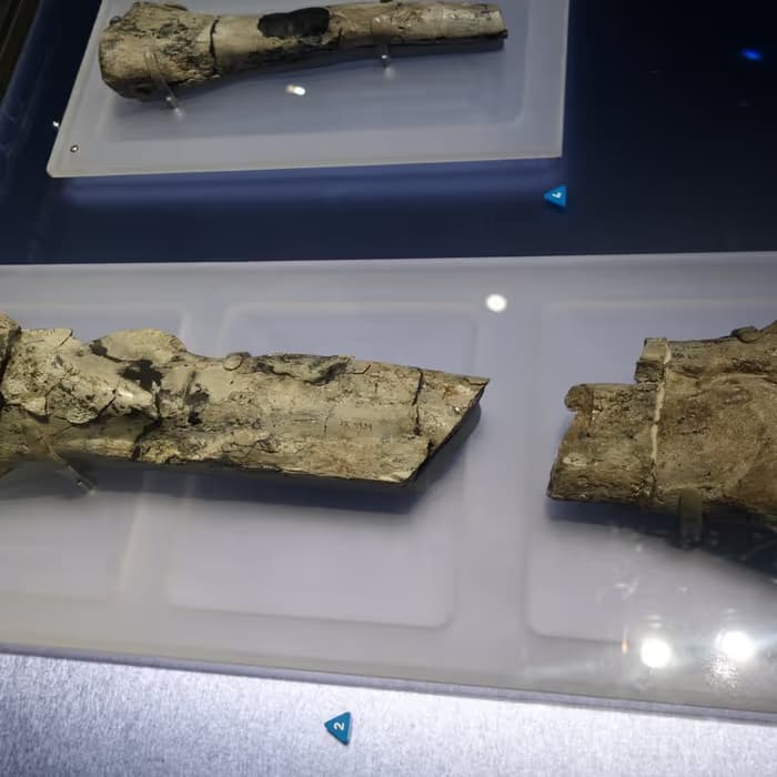 Cristal de cuarzo (hueso fósil de dragón)