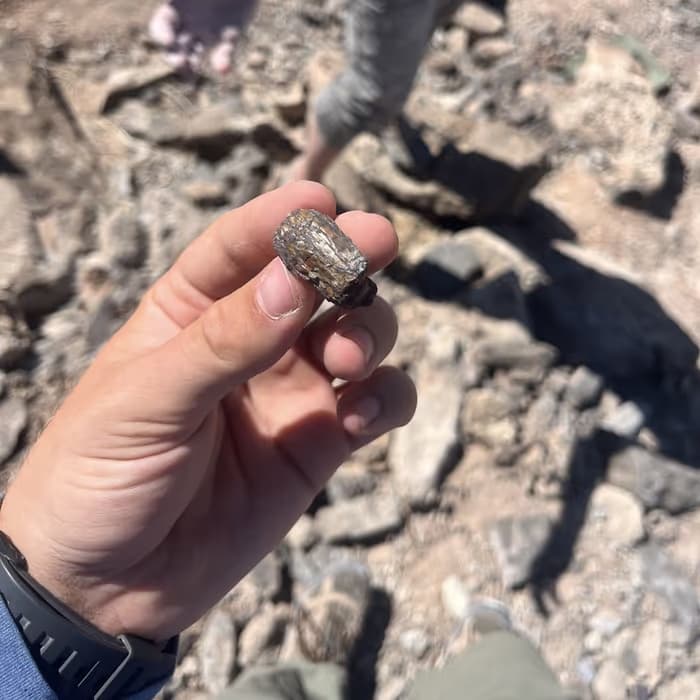 Cristal de cuarzo (hueso fósil de dragón)