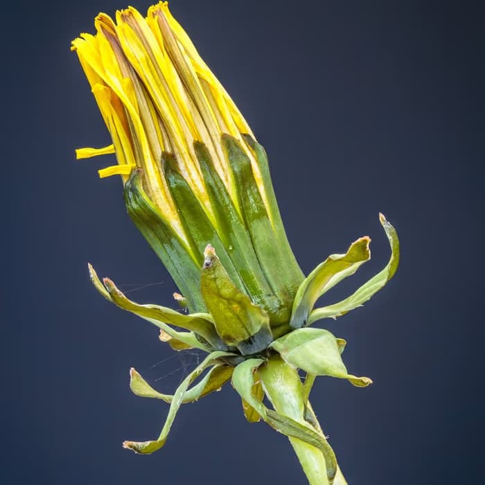 Diente de león chino