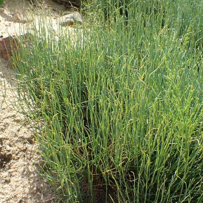 Ephedra (ma huang)