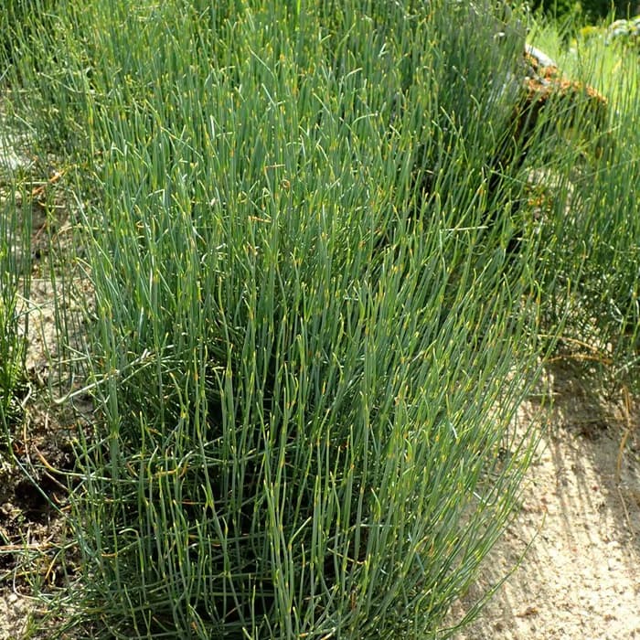 Ephedra (ma huang)