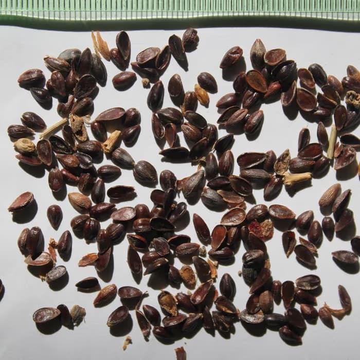 Ephedra (ma huang)