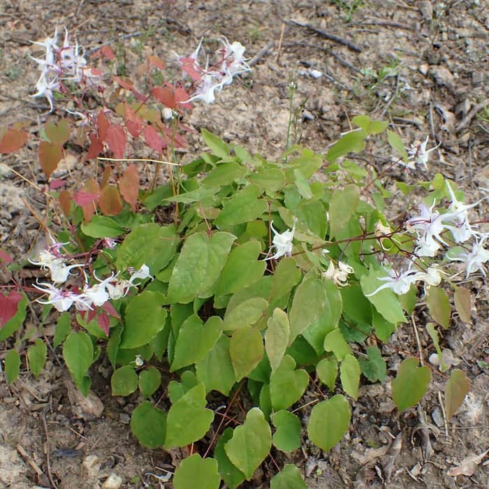 Epimedio