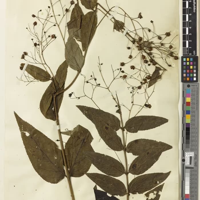 Escrofularia