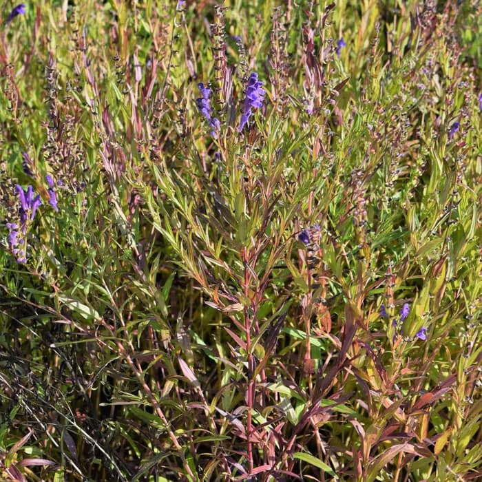 Escutelaria