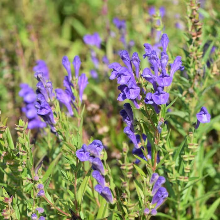 Escutelaria