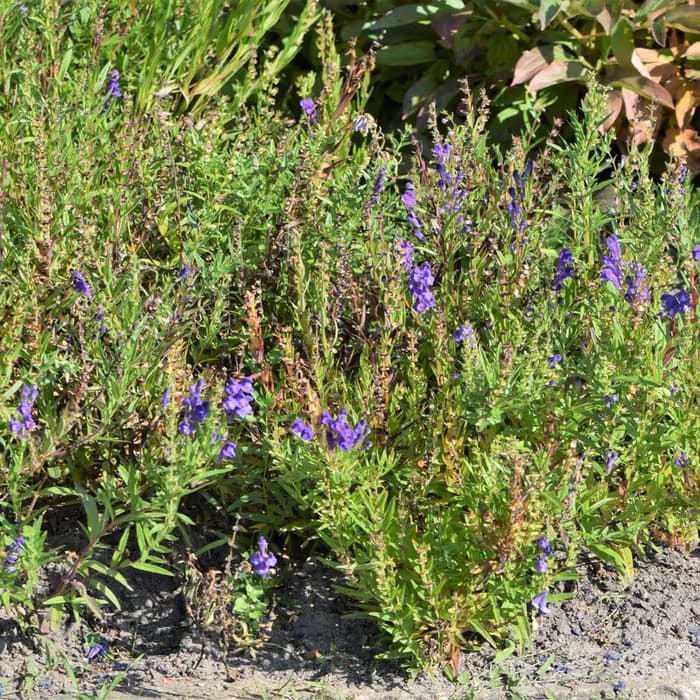 Escutelaria