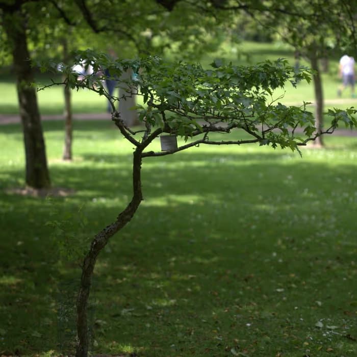 Espino albar chino (crataegus chino)