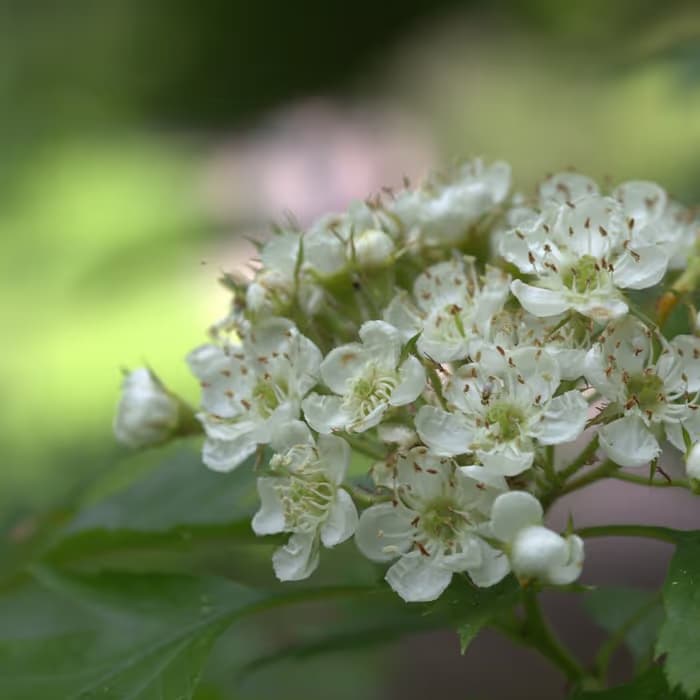 Espino albar chino (crataegus chino)
