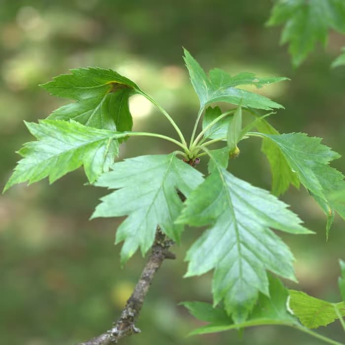 Espino albar chino (crataegus chino)