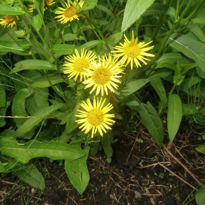 Flor de Inula