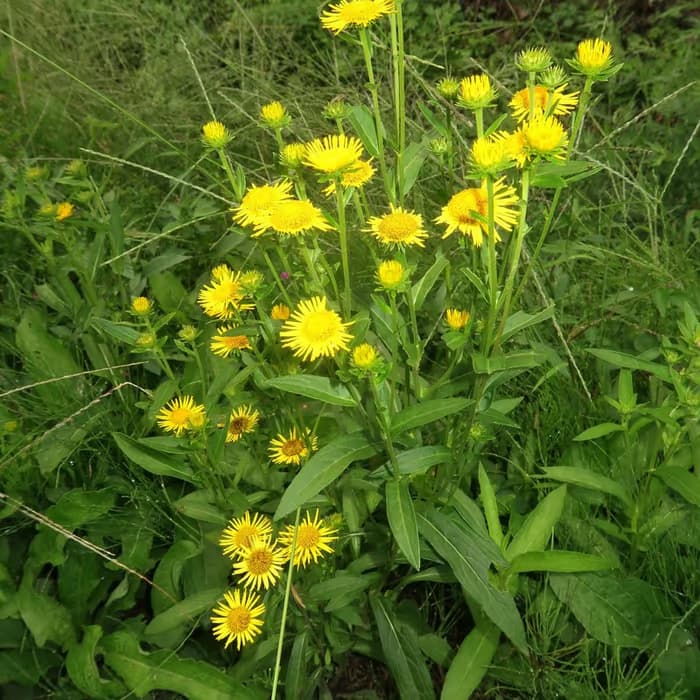 Flor de Inula