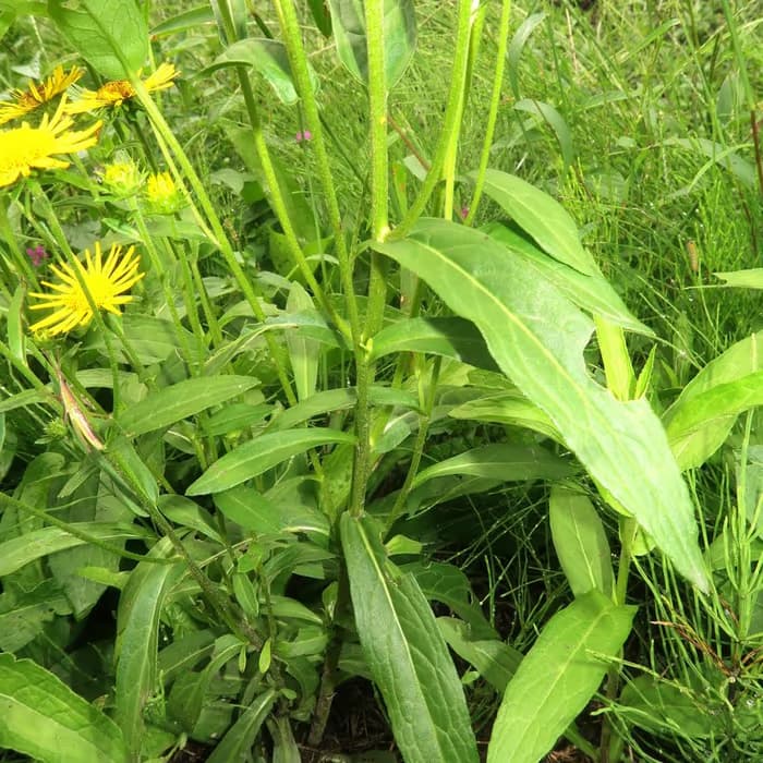 Flor de Inula