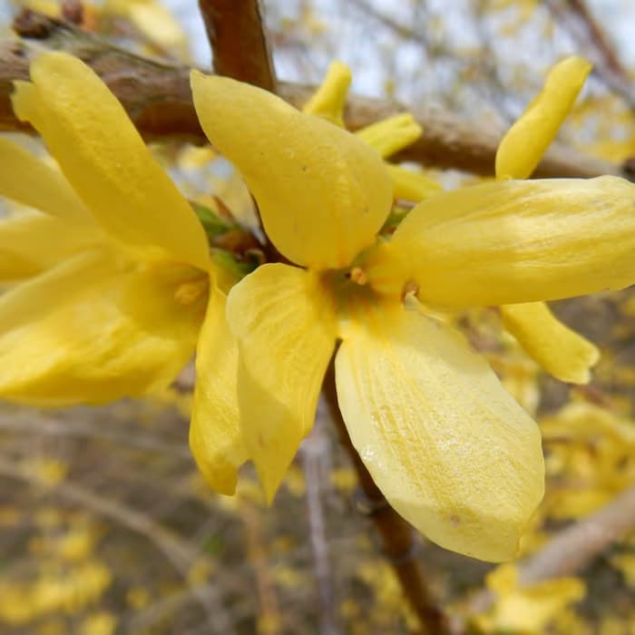 Forsythia