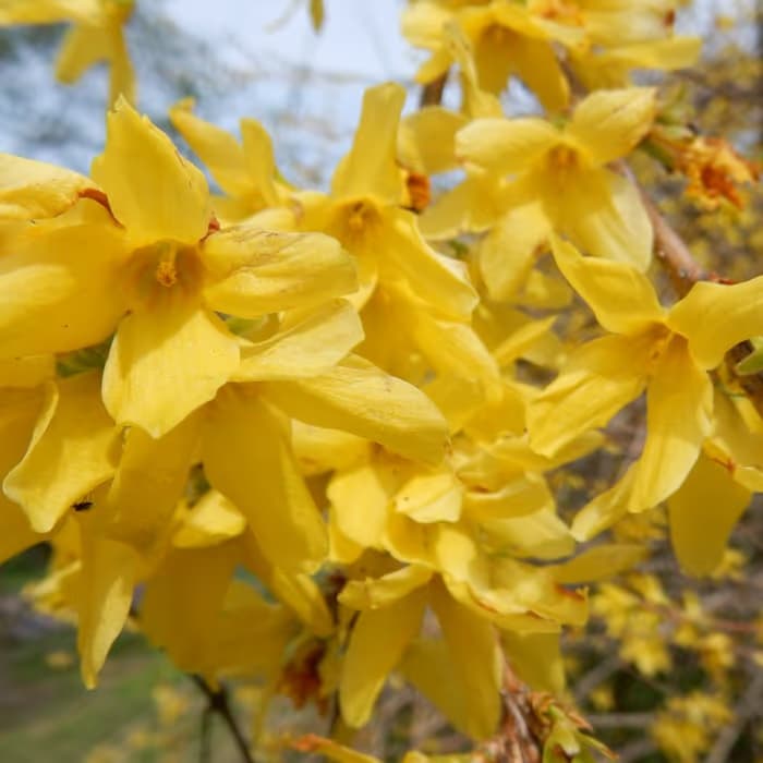 Forsythia