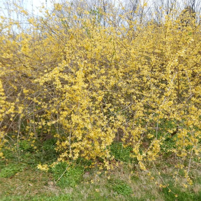 Forsythia