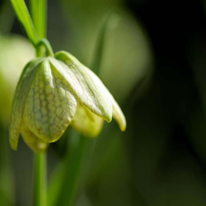 Fritilaria de Zhejiang