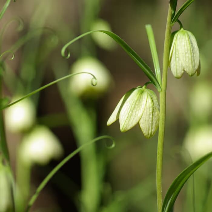 Fritilaria de Zhejiang