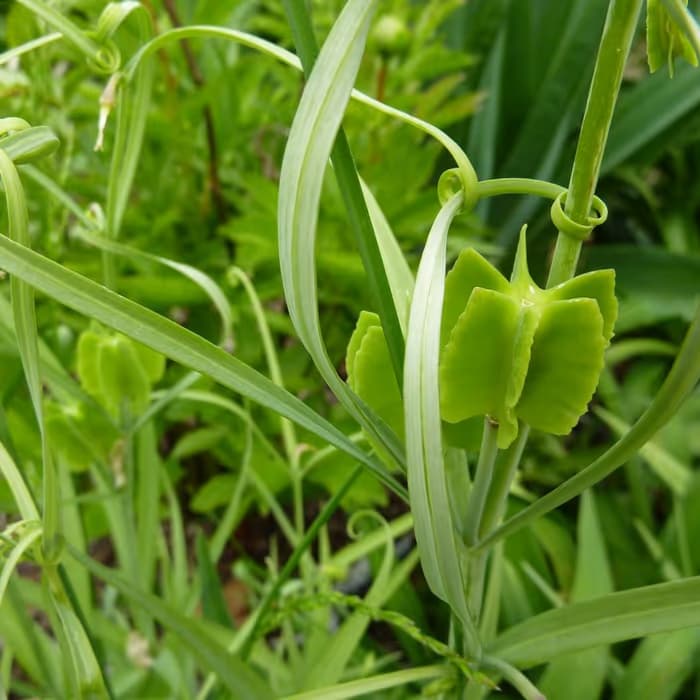 Fritilaria de Zhejiang