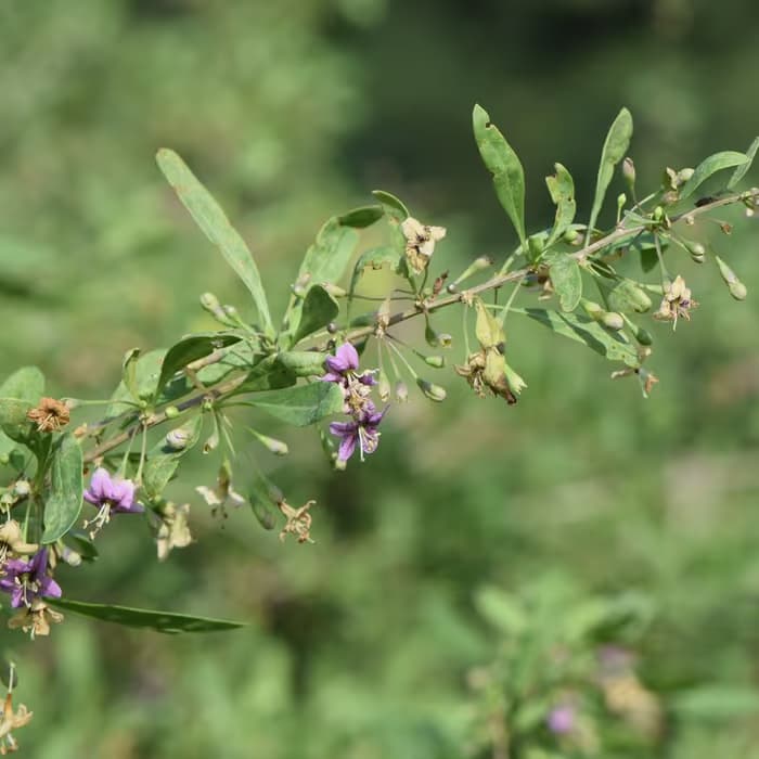 Fruto de Goji