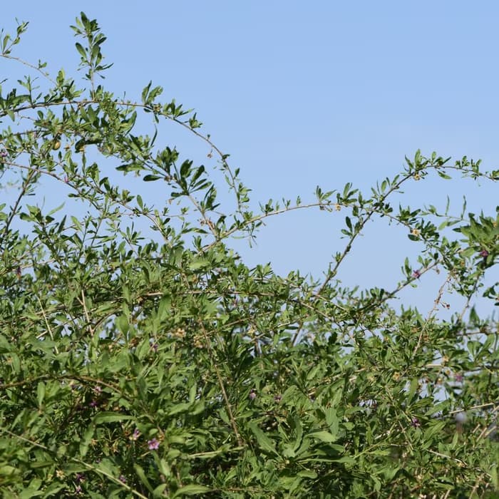 Fruto de Goji