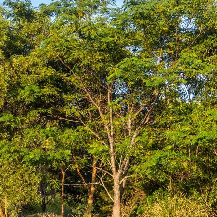 Fruto de Melia toosendan