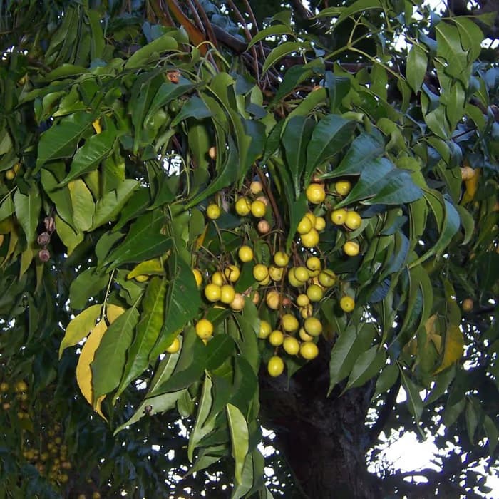 Fruto de Melia toosendan
