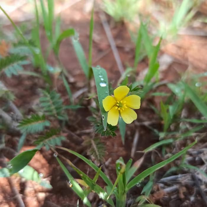Fruto de tribulus (abrojo)