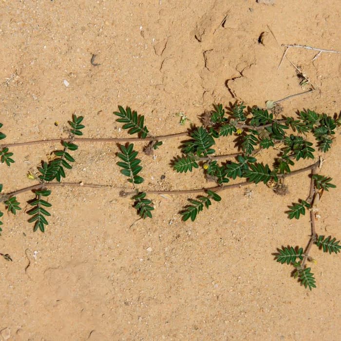 Fruto de tribulus (abrojo)