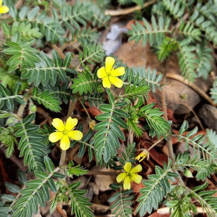 Fruto de tribulus (abrojo)