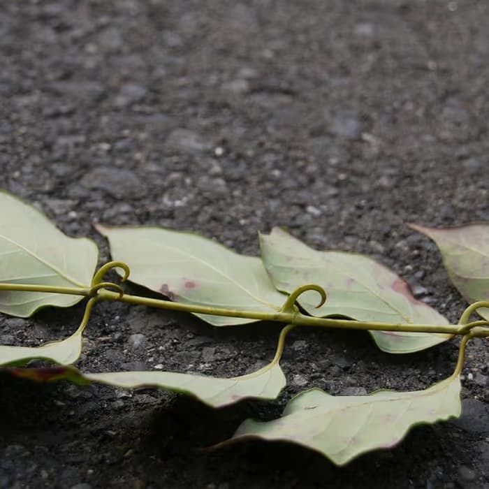 Ganchos de uncaria