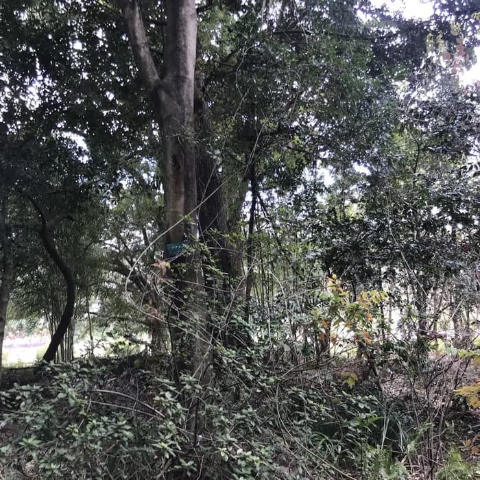 Ganchos de uncaria
