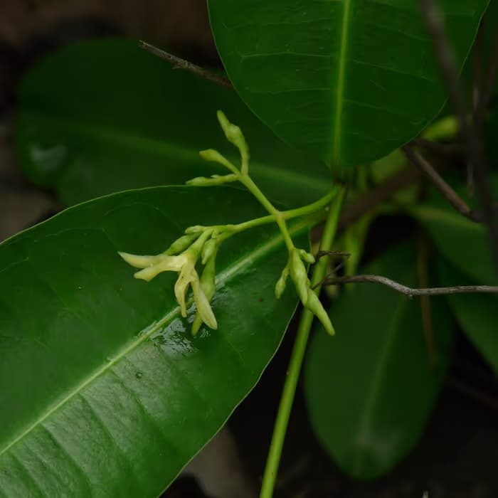 Ganchos de uncaria
