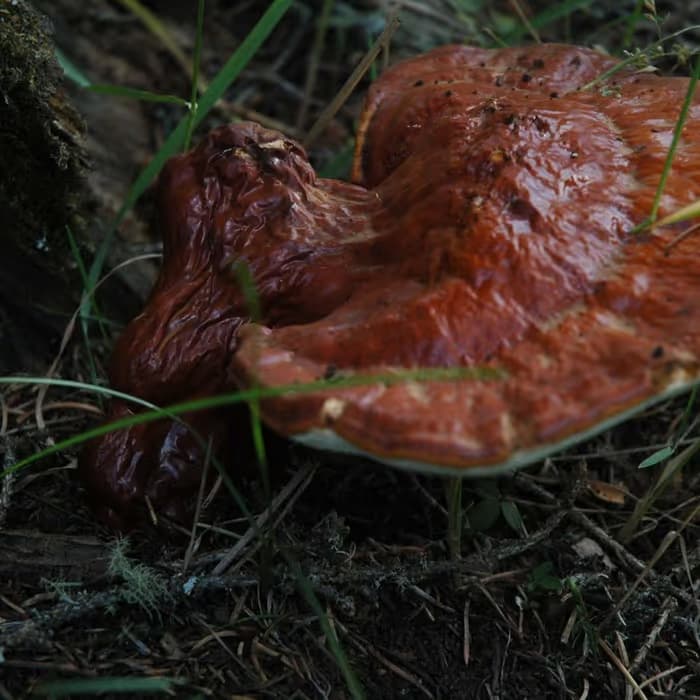 Ganoderma (lingzhi)