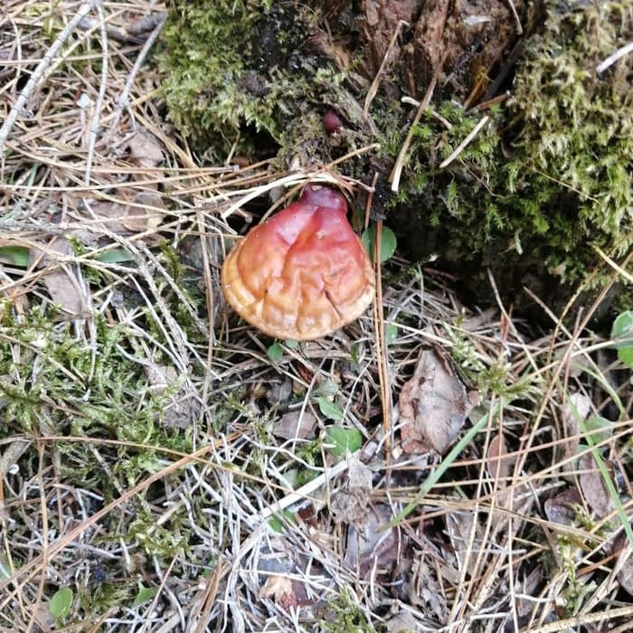 Ganoderma (lingzhi)