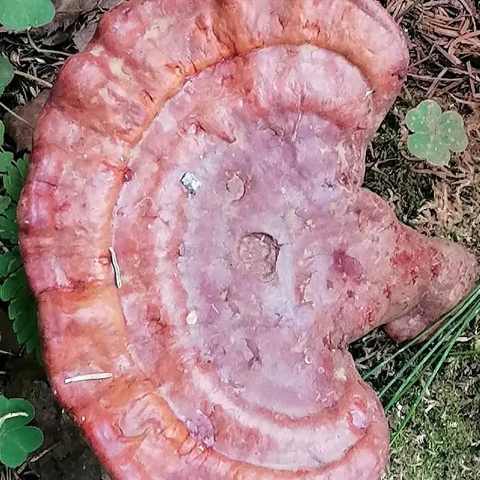 Ganoderma (lingzhi)