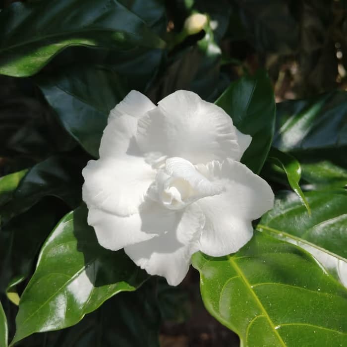 Gardenia